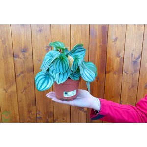  Peperómia (Peperomia argyreia) ´WATERMELON´ - Ø 20-25 cm, kont. C1L